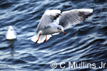 seagull hovering over water in Gdansk harbor
