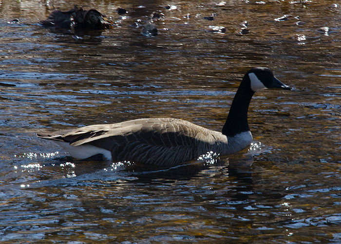 Black Goose in New Jersey